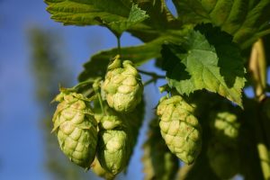 About Hops